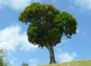 Arbre Ile à Vache