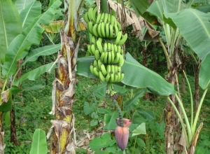 De quoi manger, en Haïti...