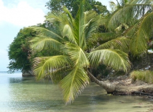 Ile à Vache