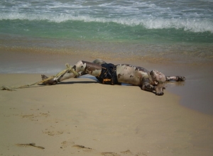 Noyé sur l'Anse d'Azur, parfois si dangereuse...